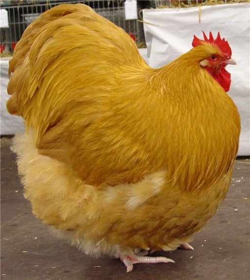 Poultry - jschroederanisci